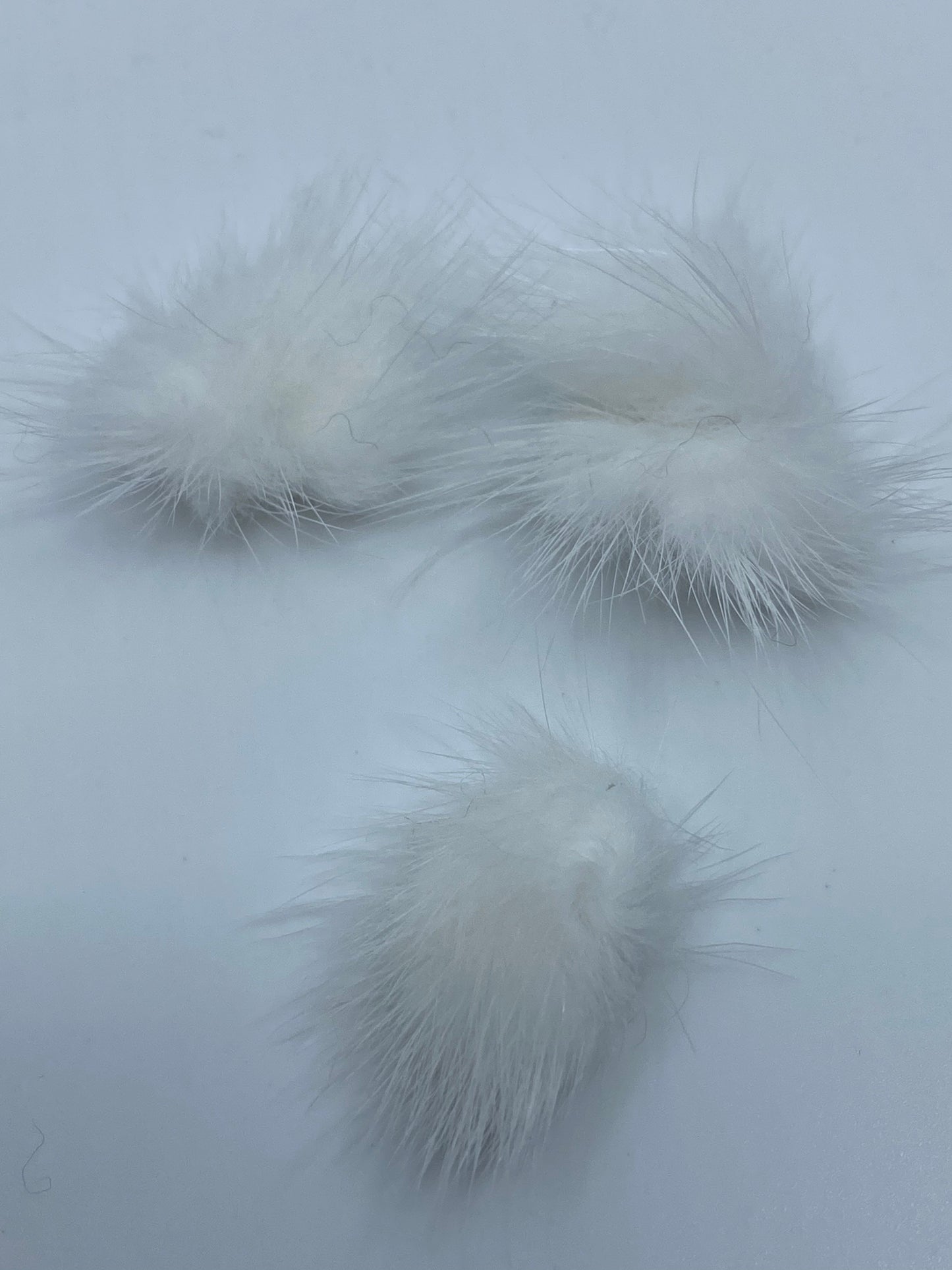 Pom Pom