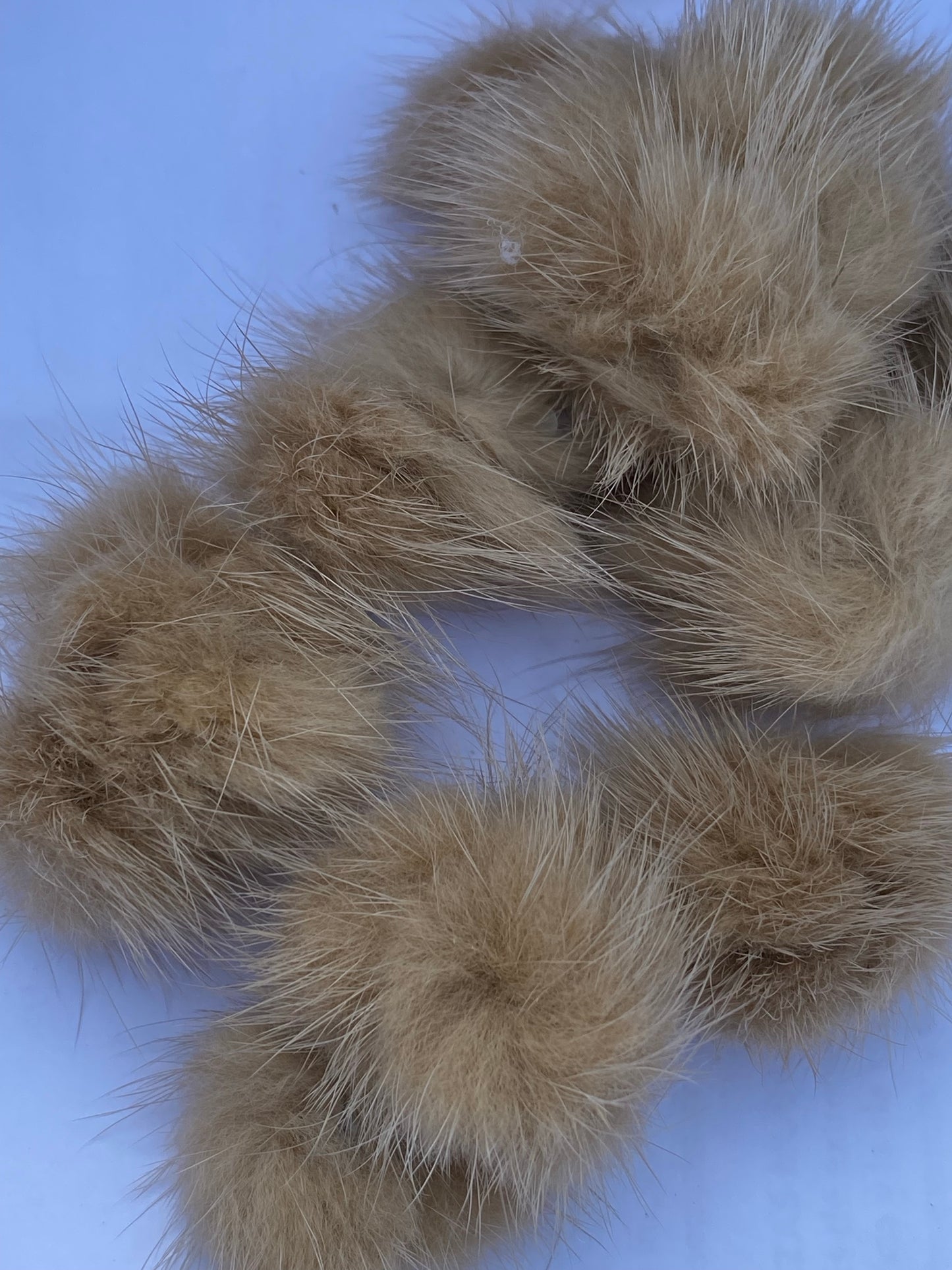 Pom Pom