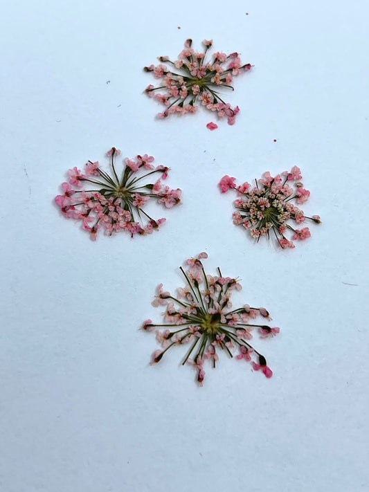 Dry flowers