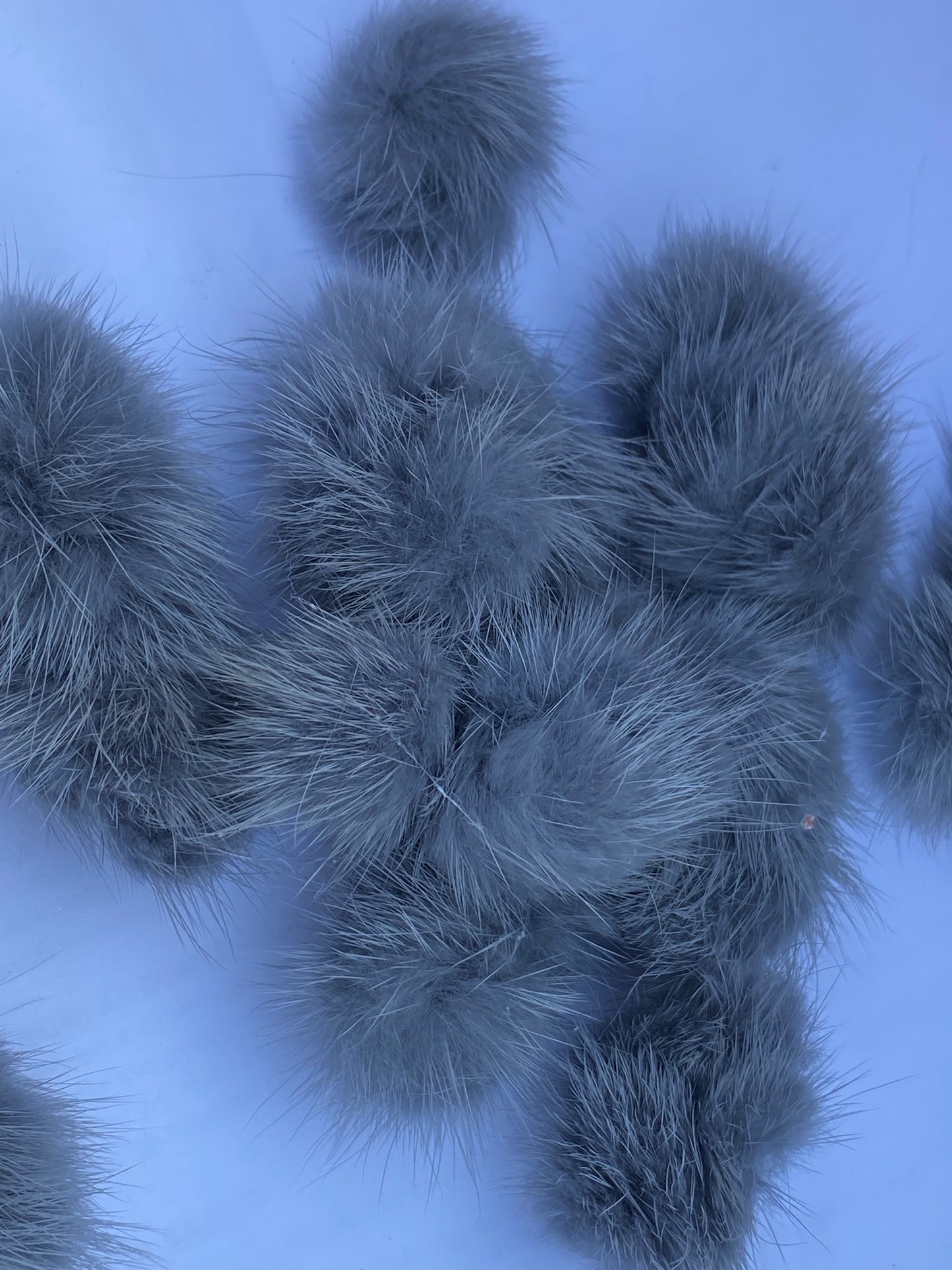 Pom Pom