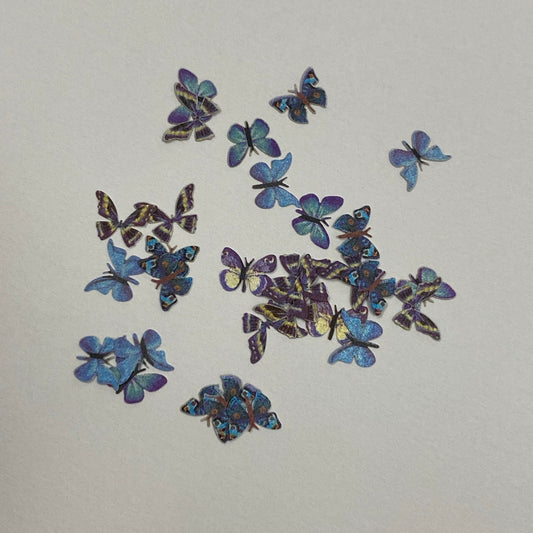 Butterfly 11