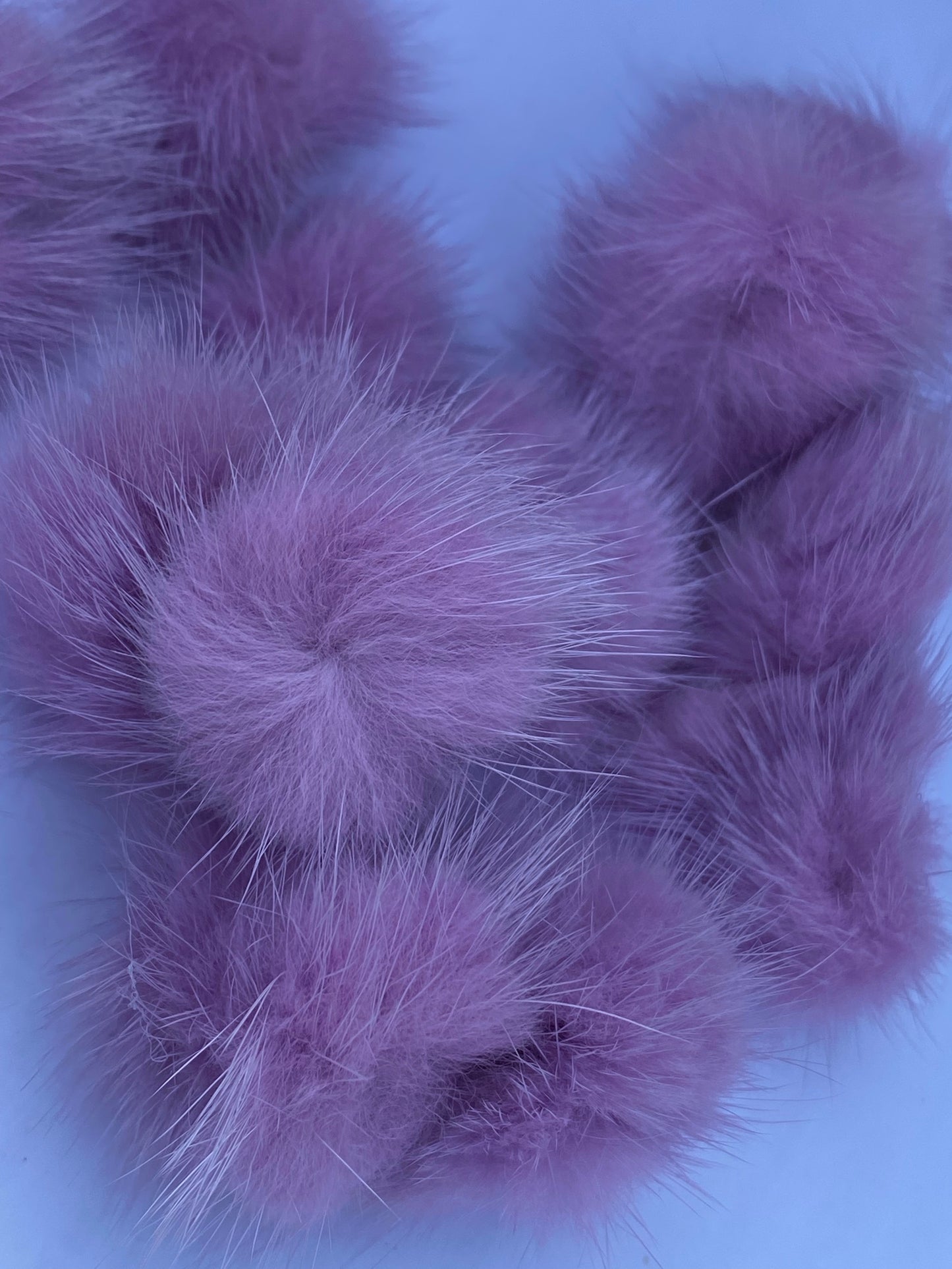 Pom Pom
